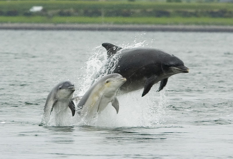 Adult female Bottlenose Dolphin with two young at side, Inner Moray Firth